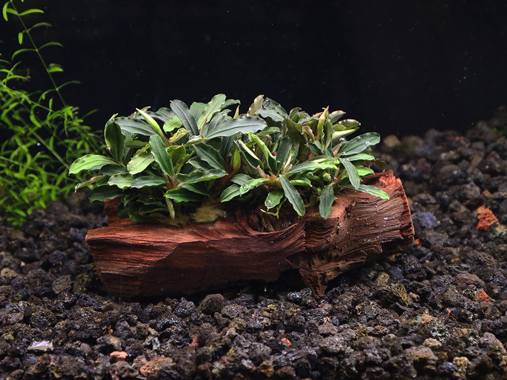 Bucephalandra Dwarf Mix on Pterocarpus Wood