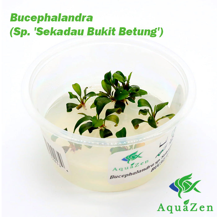 Bucephalandra (Sp. 'Sekadau Bukit Betung') - Tissue Culture