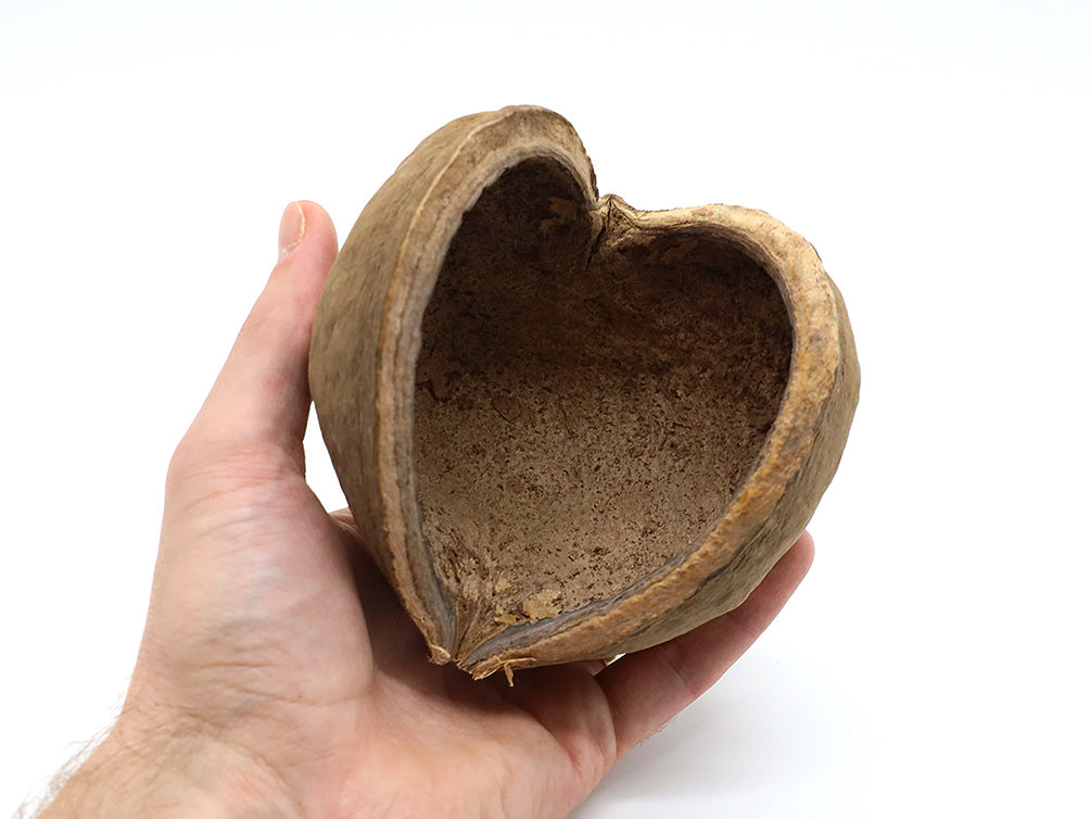 Aquatic Arts Buddha / Nut Pods — Dried Botanicals