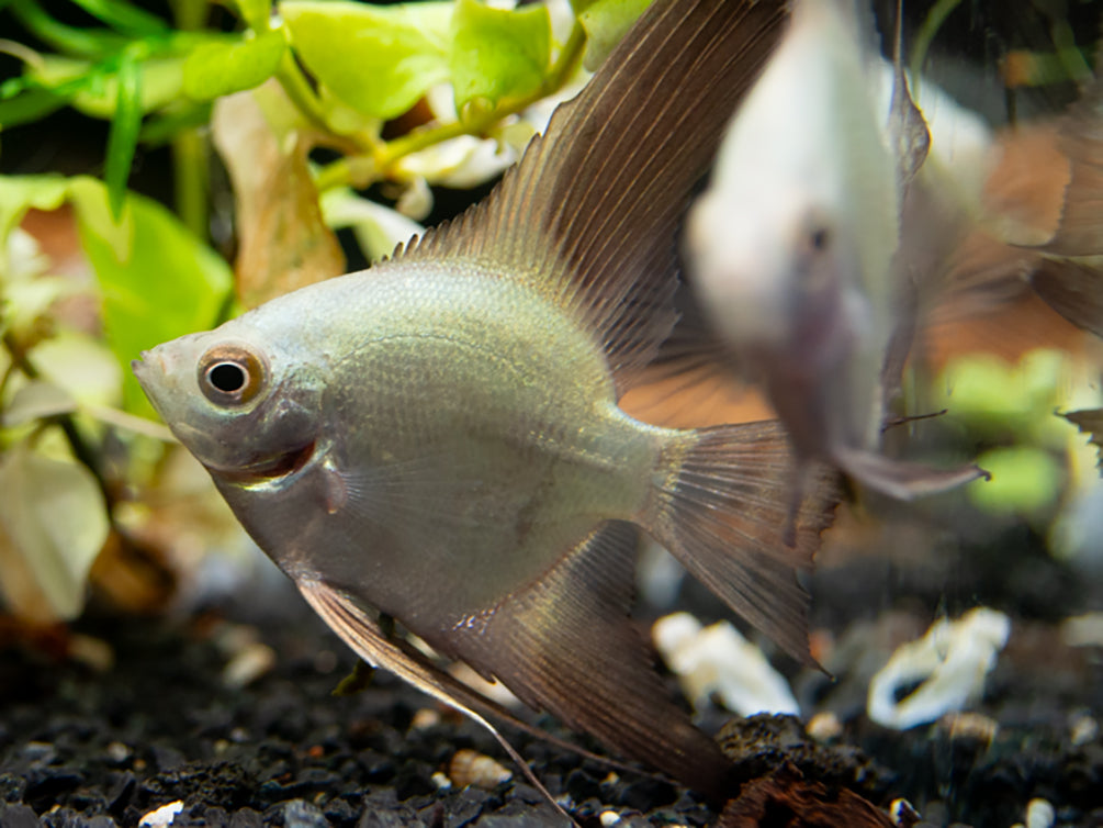 Bulgarian Green Seal Point Angelfish (Pterophyllum Scalare ) - Tank ...
