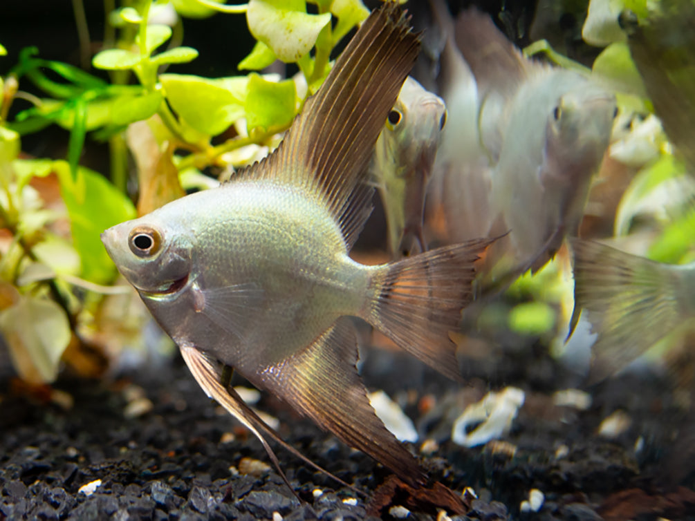 Bulgarian Green Seal Point Angelfish (Pterophyllum Scalare ) - Tank Bred