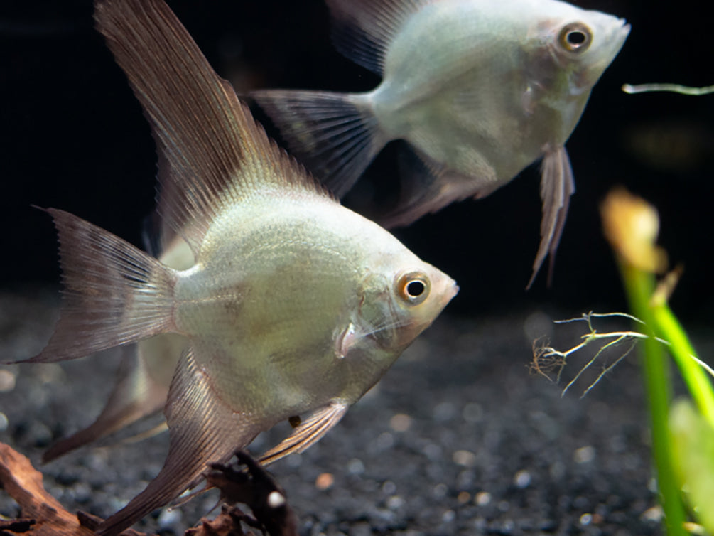 Bulgarian Green Seal Point Angelfish (Pterophyllum Scalare ) - Tank Bred