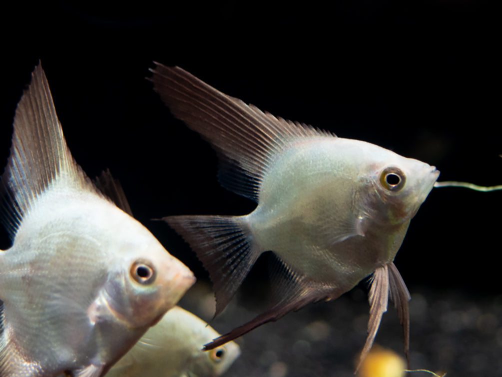 Bulgarian Green Seal Point Angelfish (Pterophyllum Scalare ) - Tank Bred