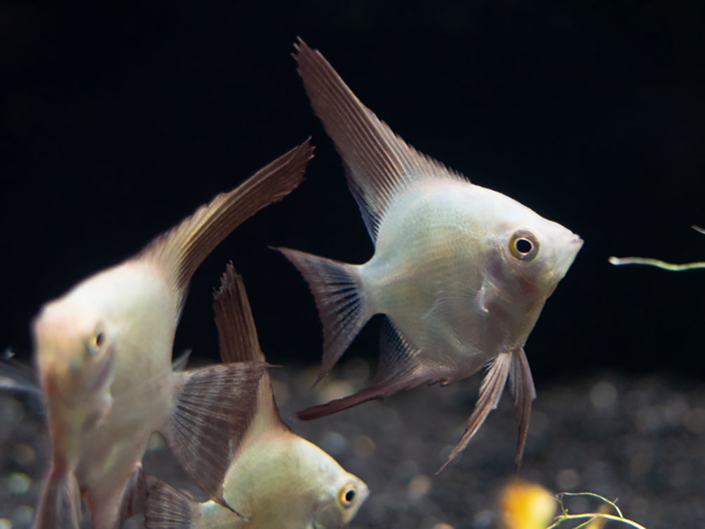 Bulgarian Green Seal Point Angelfish (Pterophyllum Scalare ) - Tank Bred