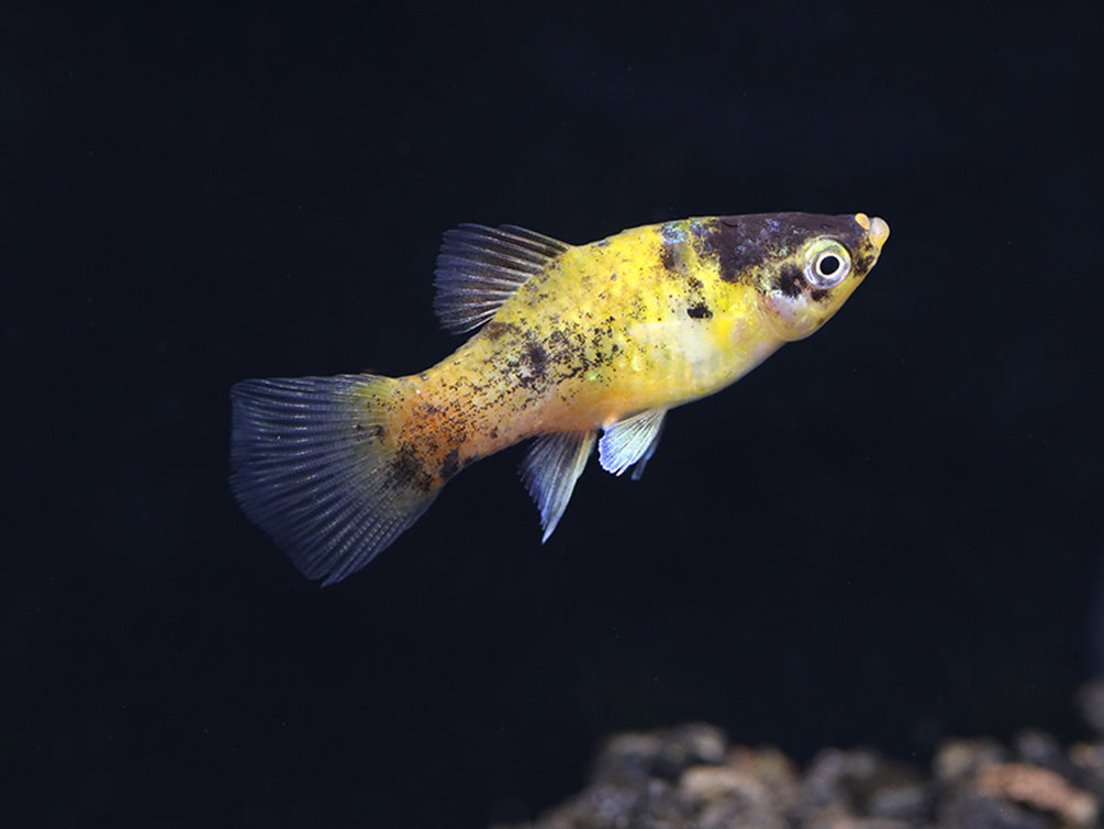 Bumble Bee Platy  (Xiphophorus maculatus) –  Tank Bred