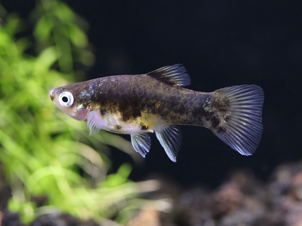 Bumble Bee Platy  (Xiphophorus maculatus) –  Tank Bred