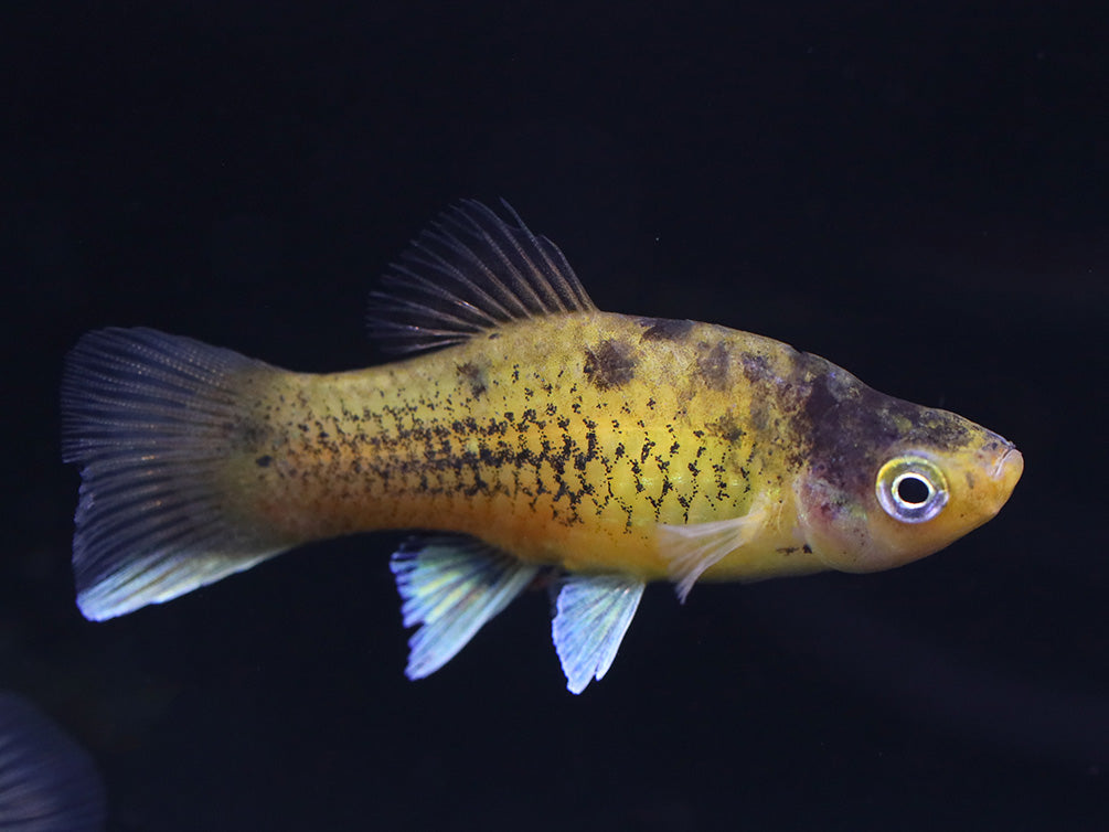 Bumble Bee Platy  (Xiphophorus maculatus) –  Tank Bred