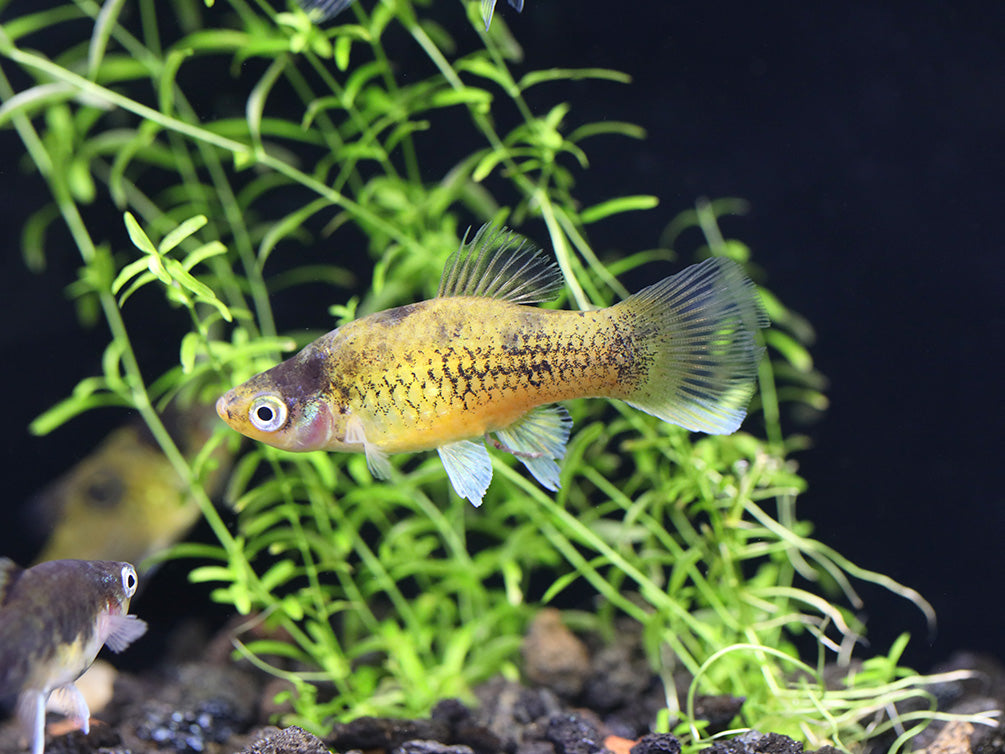 Bumble Bee Platy  (Xiphophorus maculatus) –  Tank Bred