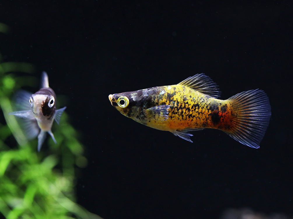 Bumble Bee Platy  (Xiphophorus maculatus) –  Tank Bred