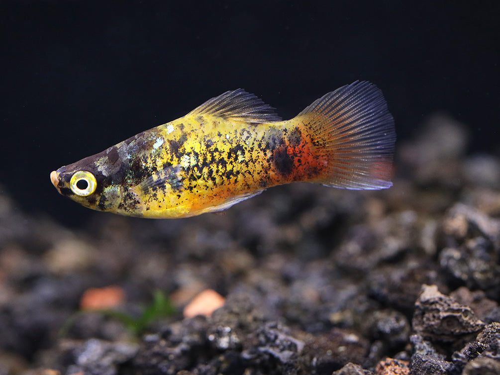 Bumble Bee Platy  (Xiphophorus maculatus) –  Tank Bred