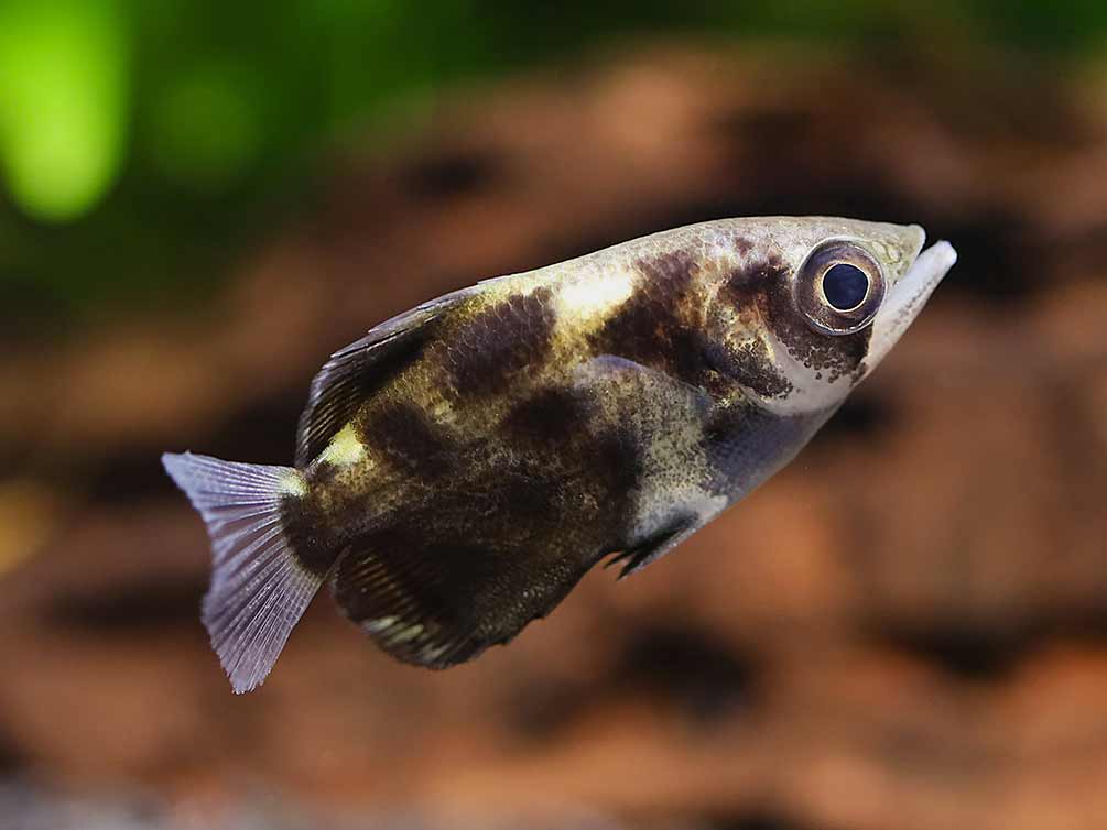 Burmese Cloud Archerfish (Toxotes blythii)