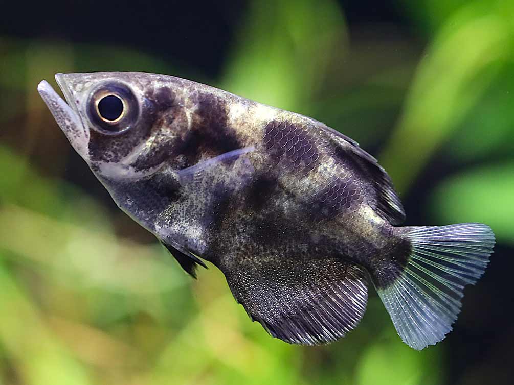 Burmese Cloud Archerfish (Toxotes blythii)