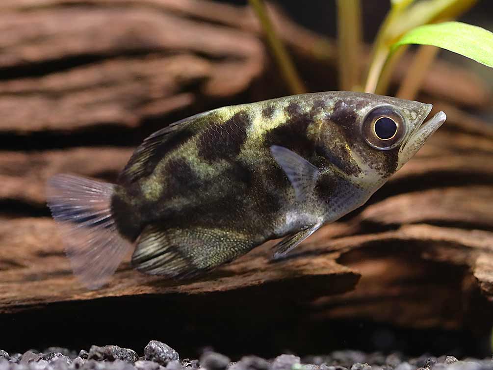 Burmese Cloud Archerfish (Toxotes blythii)