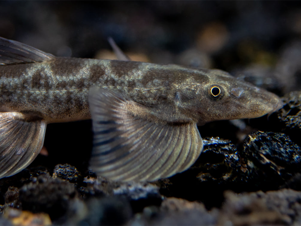 Burmese Lizard Hillstream Loach Vanmanenia (Annamia) sp