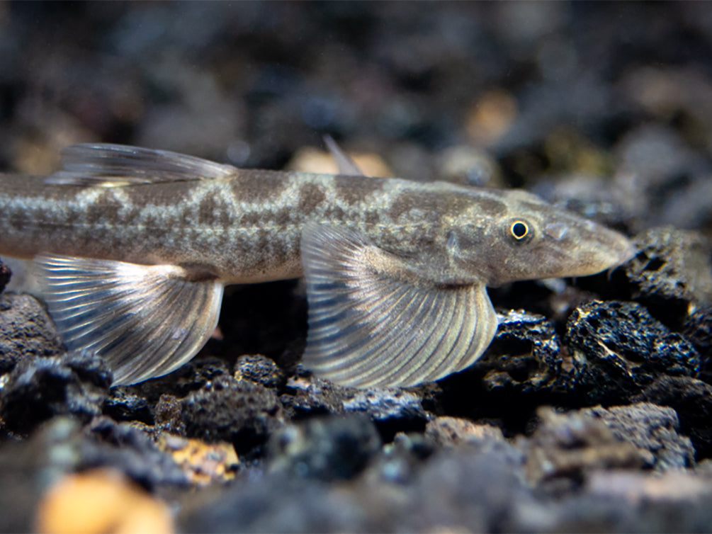 Burmese Lizard Hillstream Loach Vanmanenia (Annamia) sp