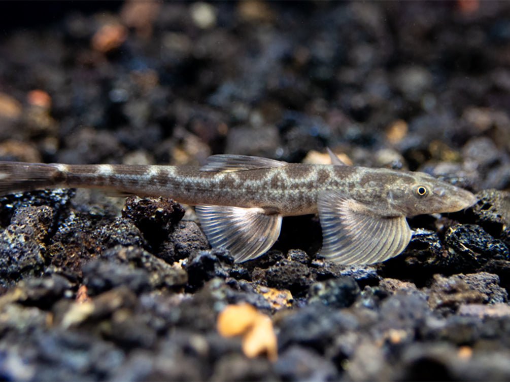 Burmese Lizard Hillstream Loach Vanmanenia (Annamia) sp