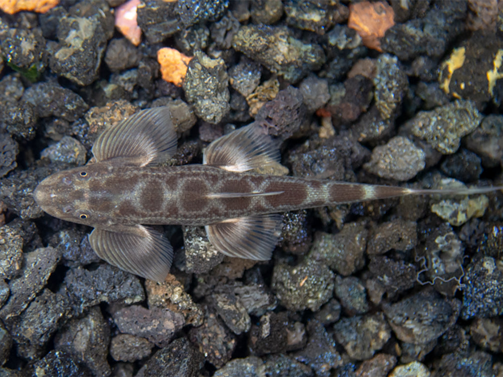 Burmese Lizard Hillstream Loach Vanmanenia (Annamia) sp