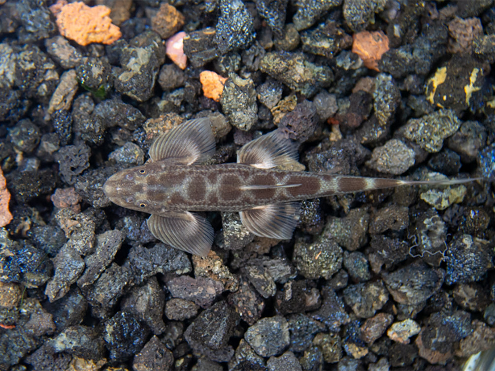 Burmese Lizard Hillstream Loach Vanmanenia (Annamia) sp