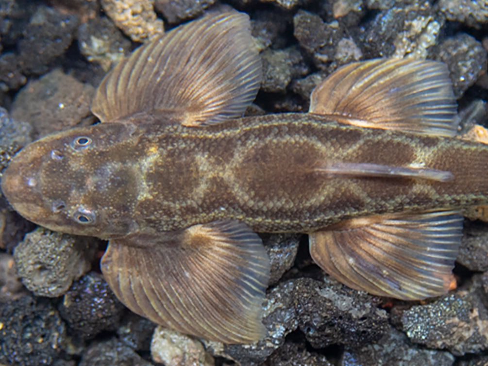 Burmese Lizard Hillstream Loach Vanmanenia (Annamia) sp