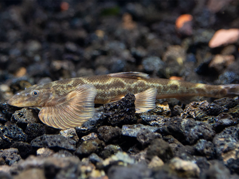 Burmese Lizard Hillstream Loach Vanmanenia (Annamia) sp