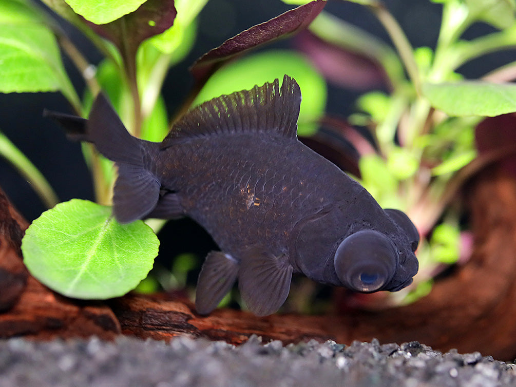 Butterfly Tail Black Moor Goldfish (Carassius auratus) – Tank Bred