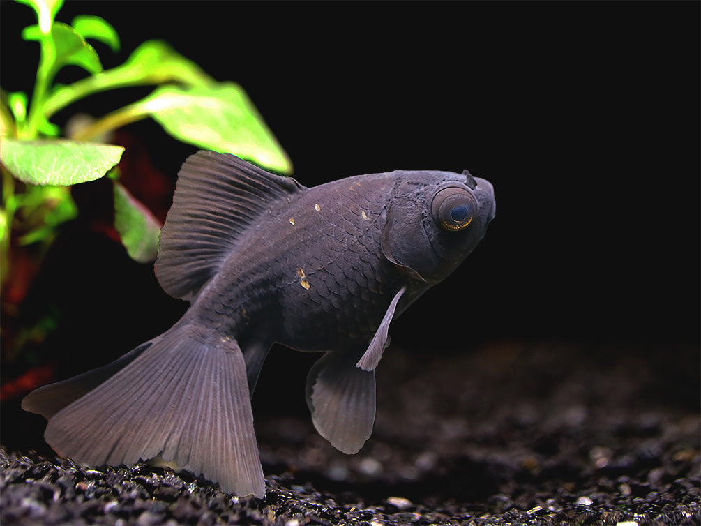 Butterfly Tail Black Moor Goldfish (Carassius auratus) – Tank Bred