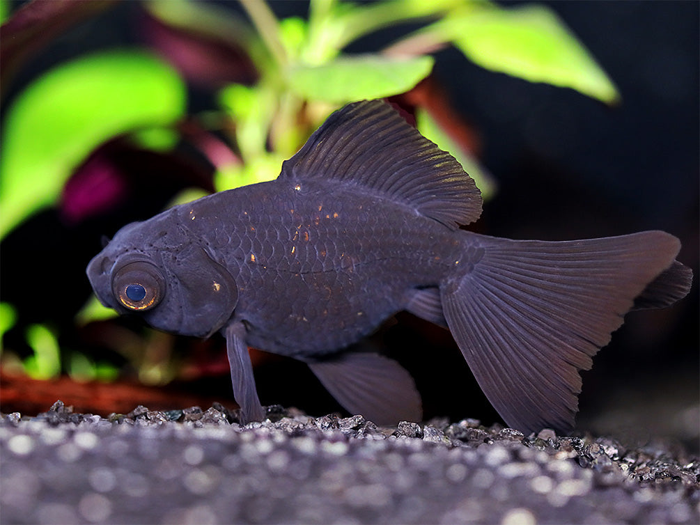 Butterfly Tail Black Moor Goldfish (Carassius auratus) – Tank Bred