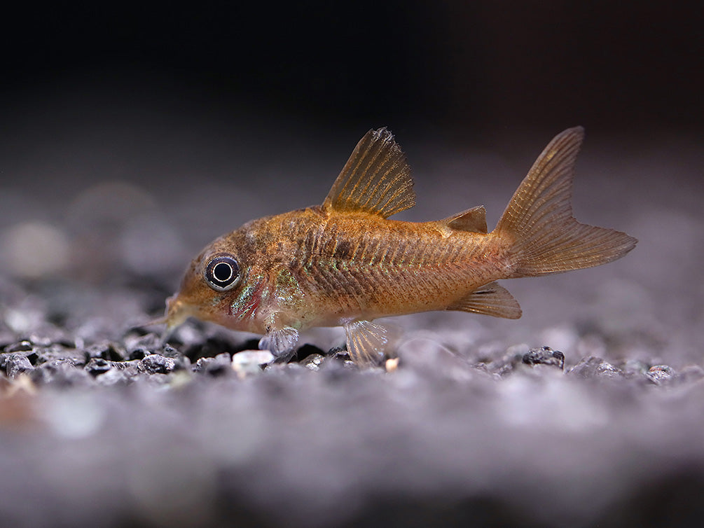 C005 Pantanalensis Cory (Corydoras pantanalensis)