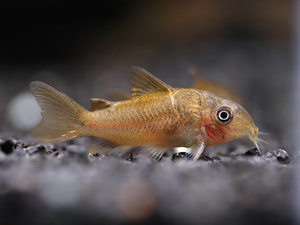 C005 Pantanalensis Cory (Corydoras pantanalensis)