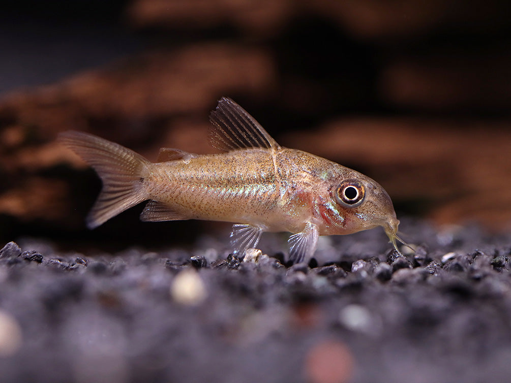 C005 Pantanalensis Cory (Corydoras pantanalensis)