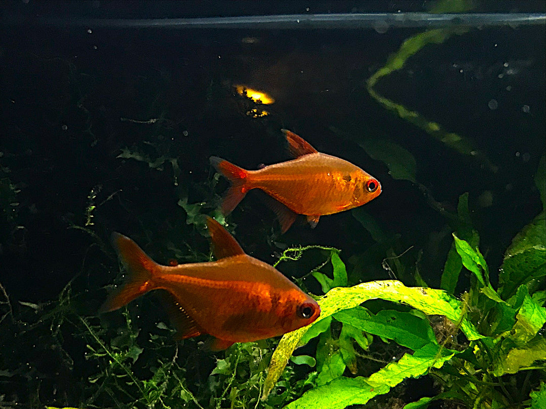 Muzel Red Cherry Tetra (Hyphessobrycon sp. 'Muzel Red Cherry') – Tank-Bred