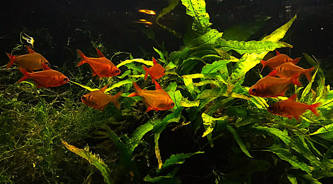 Muzel Red Cherry Tetra (Hyphessobrycon sp. 'Muzel Red Cherry') – Tank-Bred