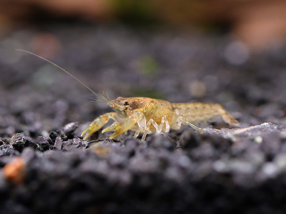 Cajun Dwarf Crayfish/Mini Lobster (Cambarellus shufeldtii), Tank-Bred!