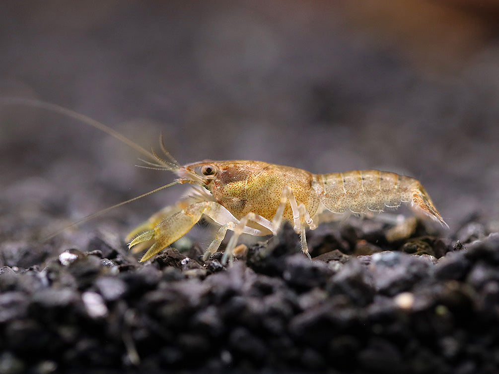 Cajun Dwarf Crayfish/Mini Lobster (Cambarellus shufeldtii), Tank-Bred!