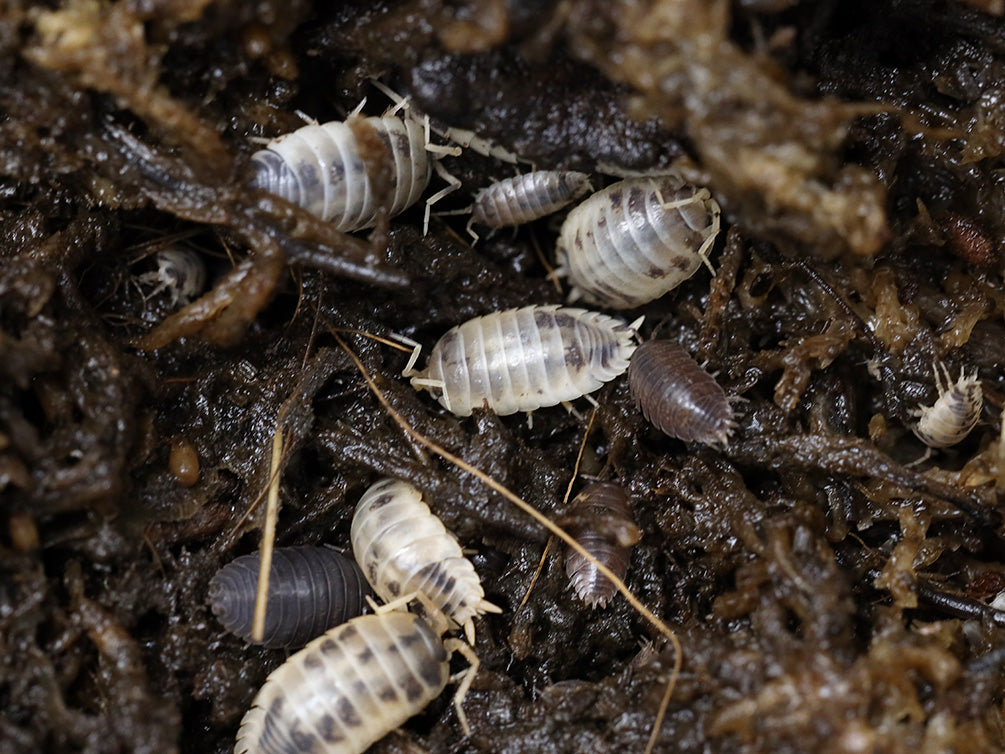 Cali Mix Isopods (Porcellio laevis 'Cali Mix')