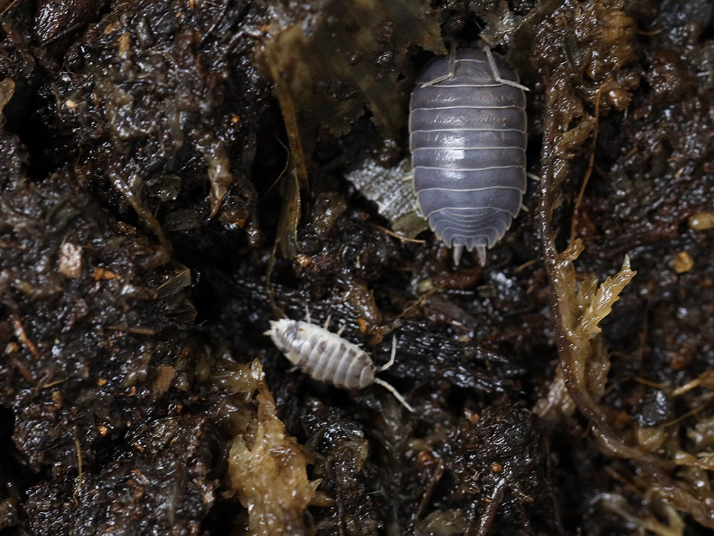 Cali Mix Isopods (Porcellio laevis 'Cali Mix')