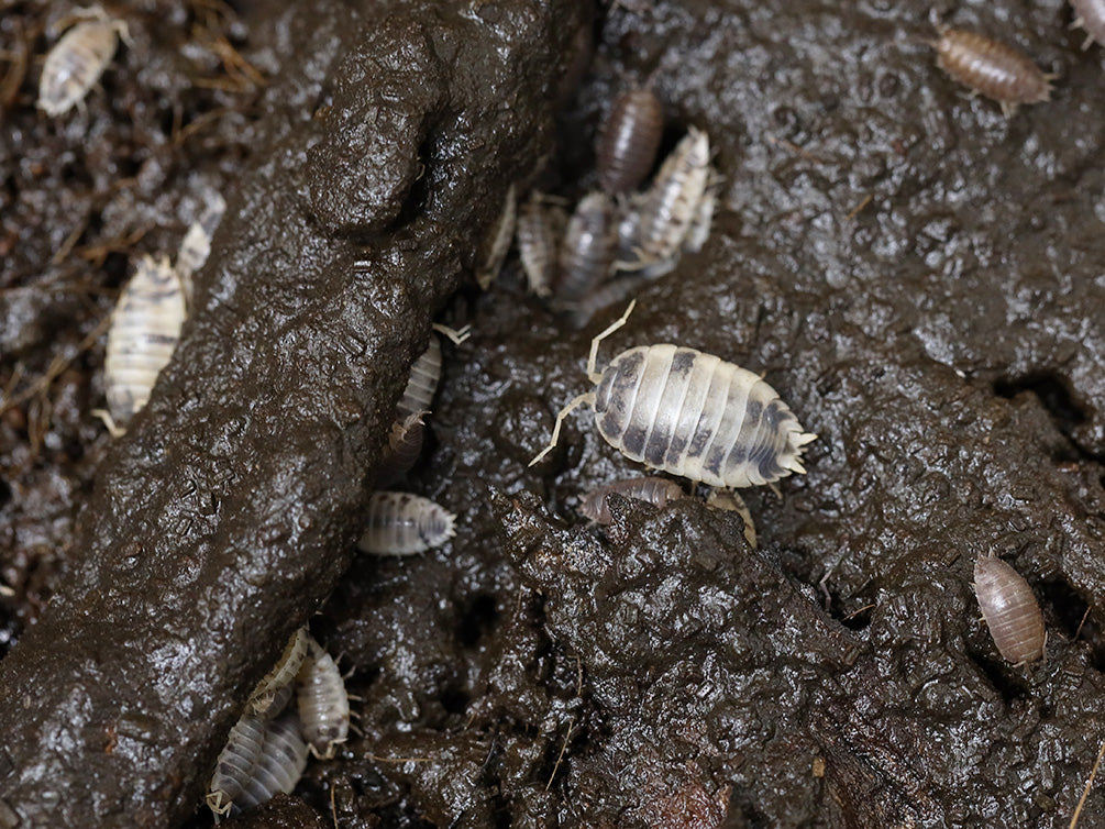 Cali Mix Isopods (Porcellio laevis 'Cali Mix')