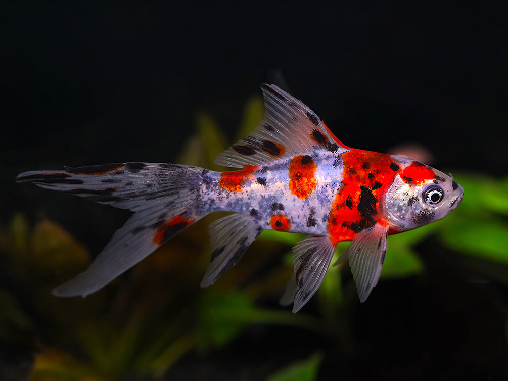 Calico Shubunkin Goldfish (Carassius Auratus) - Tank Bred – Aquatic Arts