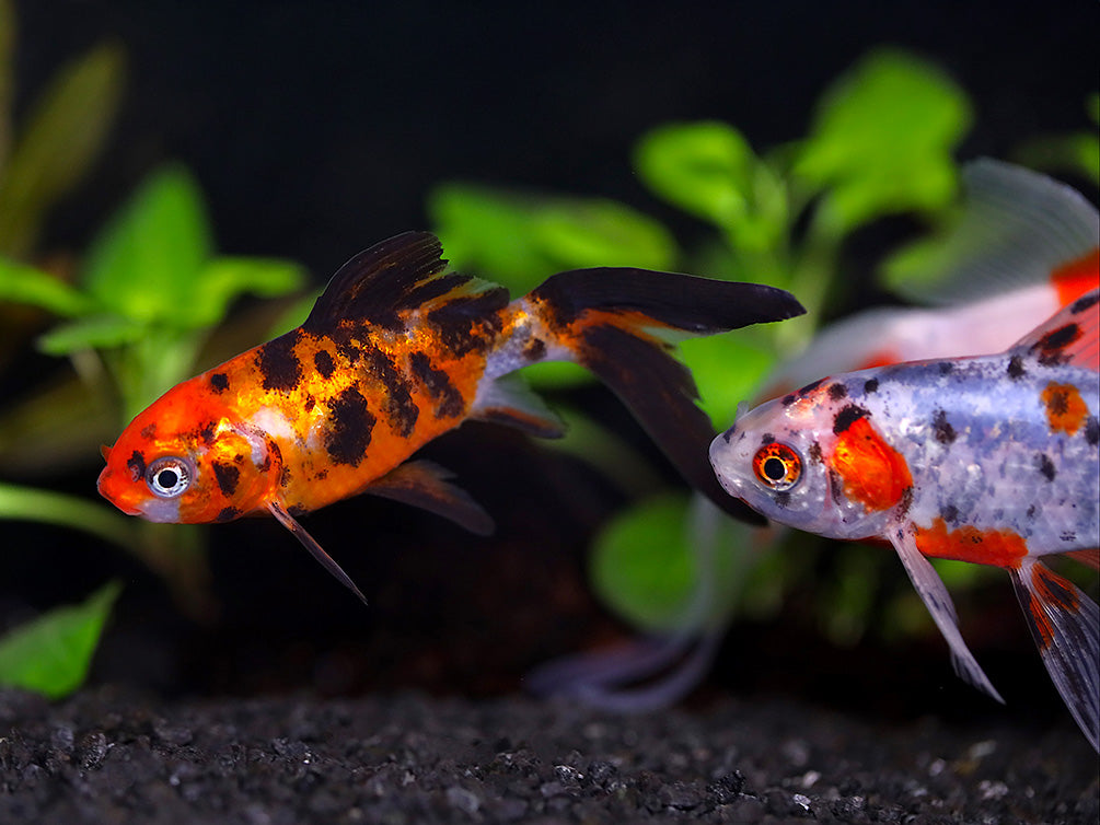 Calico Shubunkin Goldfish (Carassius Auratus) - Tank Bred