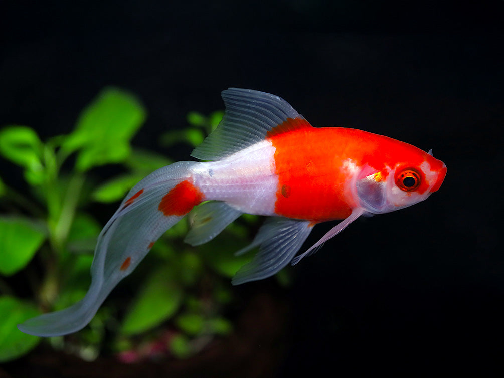 Calico Shubunkin Goldfish (Carassius Auratus) - Tank Bred