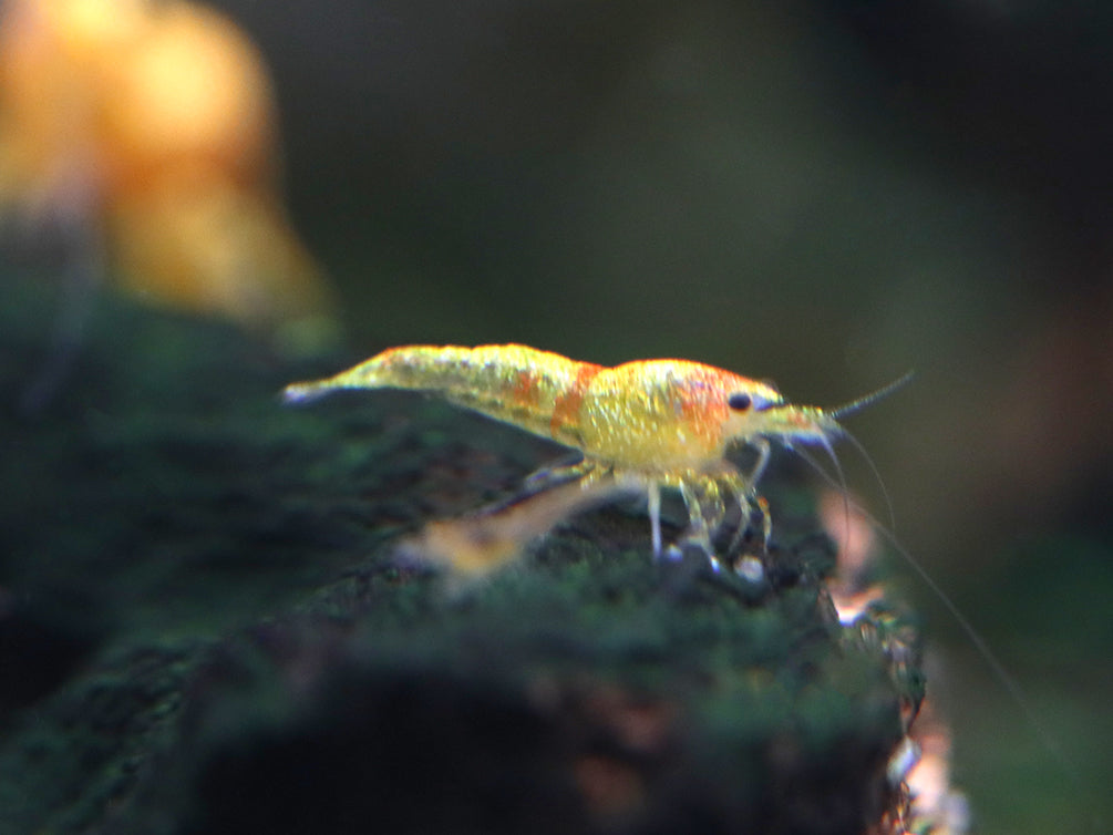 Calico Sunkist Shrimp (Neocaridina Davidi) Tank Bred