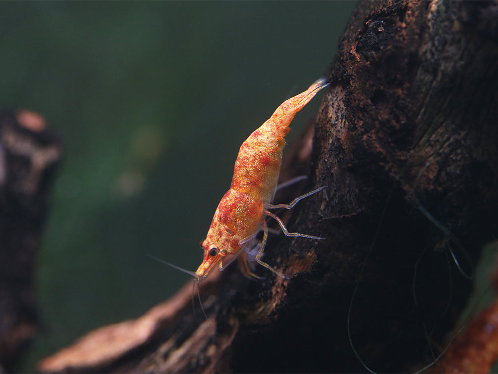 Calico Sunkist Shrimp (Neocaridina Davidi) Tank Bred