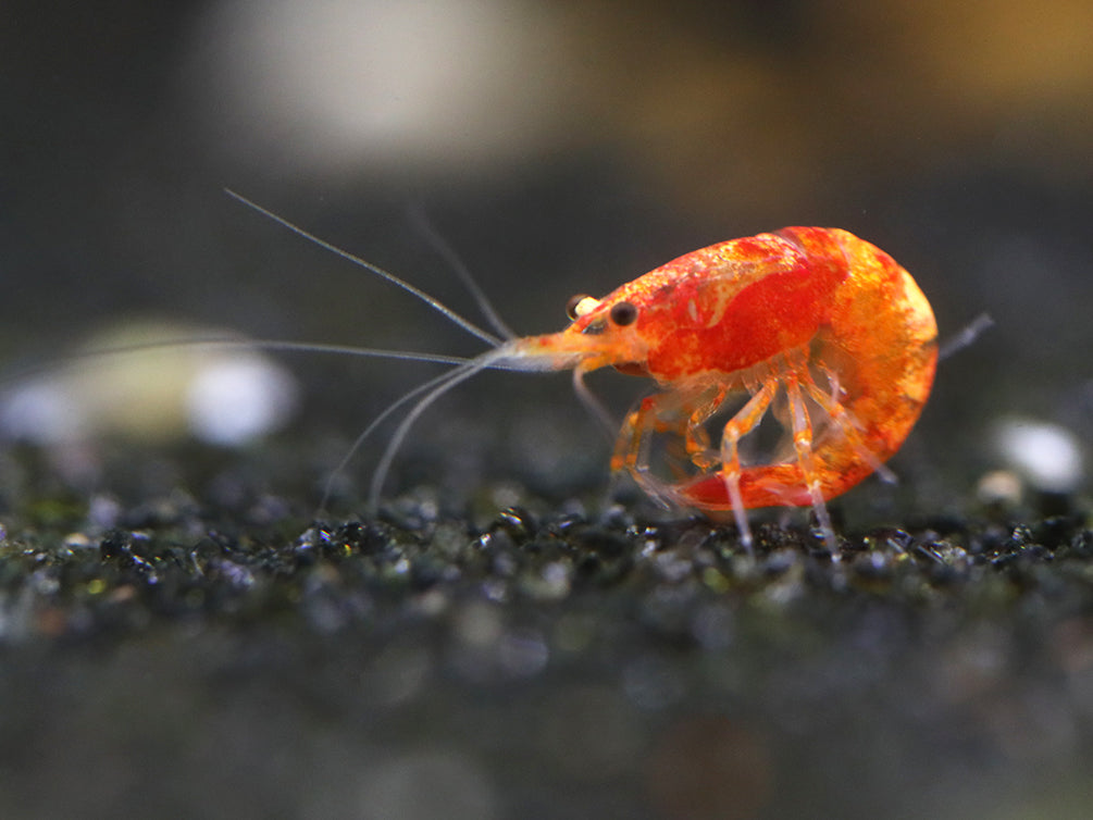 Calico Sunkist Shrimp (Neocaridina Davidi) Tank Bred