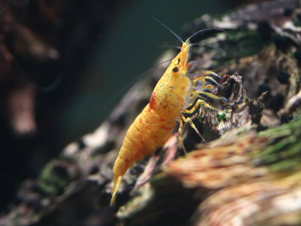 Calico Sunkist Shrimp (Neocaridina Davidi) Tank Bred