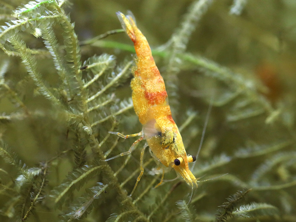 Calico Sunkist Shrimp (Neocaridina Davidi) Tank Bred