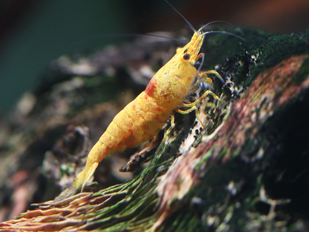 Calico Sunkist Shrimp (Neocaridina Davidi) Tank Bred