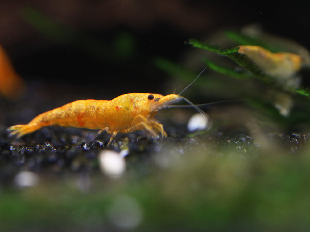 Calico Sunkist Shrimp (Neocaridina Davidi) Tank Bred