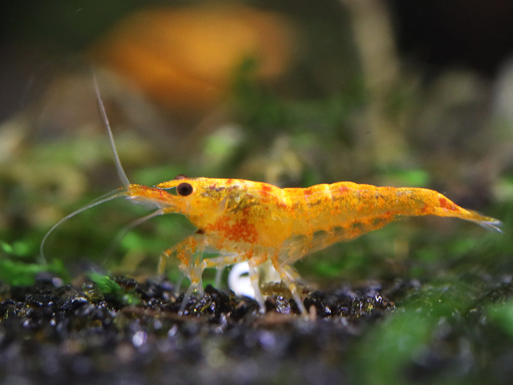 Calico Sunkist Shrimp (Neocaridina Davidi) Tank Bred