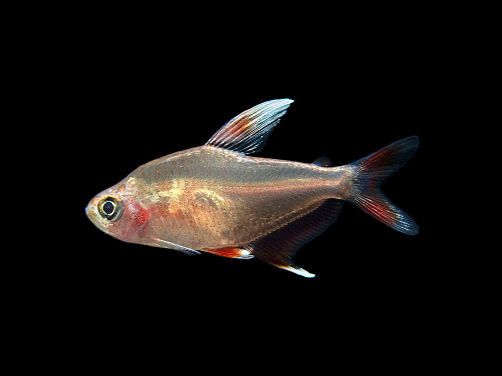 Aquatic Arts BOGO Deals