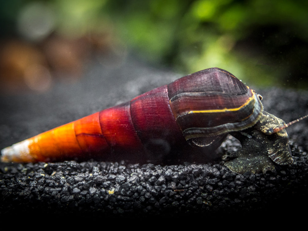 Cappuccino Spike Snail (Faunus ater)